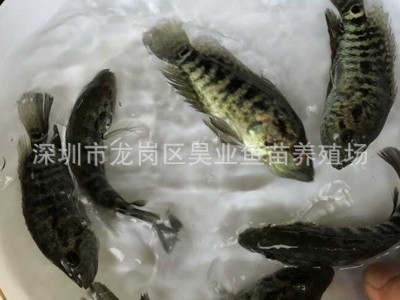 大量供应批发淡水养殖 石斑鱼苗价格实惠 成活高图3