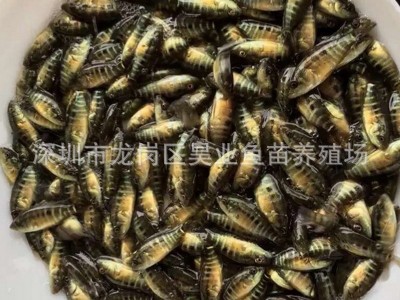 大量供应批发淡水养殖 石斑鱼苗价格实惠 成活高图2