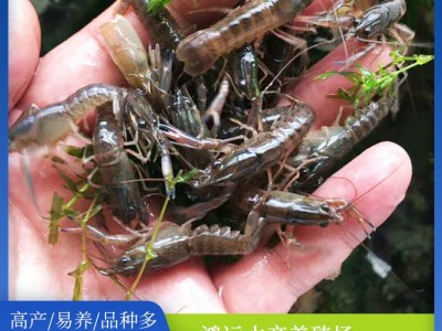 易成活澳洲龙虾苗澳龙虾苗淡水养殖水产鲜活蓝色小龙虾图2