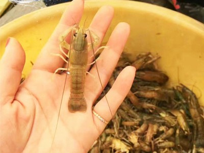 易成活澳洲龙虾苗澳龙虾苗淡水养殖水产鲜活蓝色小龙虾图4