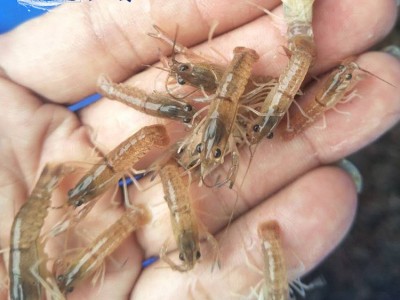 易成活澳洲龙虾苗澳龙虾苗淡水养殖水产鲜活蓝色小龙虾图3