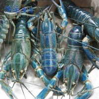 易成活澳洲龙虾苗澳龙虾苗淡水养殖水产鲜活蓝色小龙虾