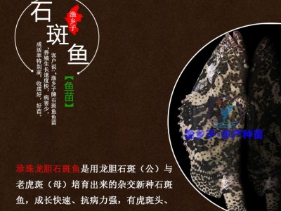 石斑鱼 石斑鱼苗 珍珠龙胆鱼苗青斑苗龙趸鱼苗 海水鱼苗 老鼠斑苗图3
