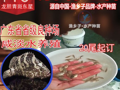 石斑鱼 石斑鱼苗 珍珠龙胆鱼苗青斑苗龙趸鱼苗 海水鱼苗 老鼠斑苗图1