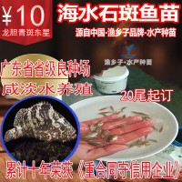 石斑鱼 石斑鱼苗 珍珠龙胆鱼苗青斑苗龙趸鱼苗 海水鱼苗 老鼠斑苗