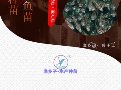 石斑鱼 石斑鱼苗 珍珠龙胆鱼苗青斑苗龙趸鱼苗 海水鱼苗 老鼠斑苗图4