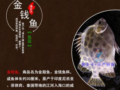 金钱鱼苗 金鼓鱼苗 海水孵化名贵鱼苗 食用景观鱼 鱼苗孵化苗稳定图4