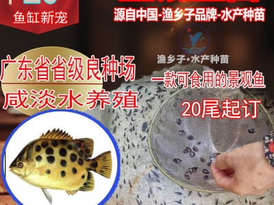 金钱鱼苗 金鼓鱼苗 海水孵化名贵鱼苗 食用景观鱼 鱼苗孵化苗稳定图3