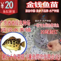 金钱鱼苗 金鼓鱼苗 海水孵化名贵鱼苗 食用景观鱼 鱼苗孵化苗稳定