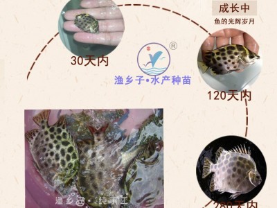 金钱鱼苗 金鼓鱼苗 海水孵化名贵鱼苗 食用景观鱼 鱼苗孵化苗稳定图5