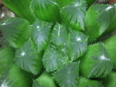 微量元素叶面水溶肥桃子苹果梨番茄黄瓜膨果美果神雨生物厂家直销图5