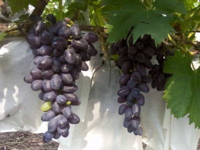 微量元素叶面水溶肥桃子苹果梨番茄黄瓜膨果美果神雨生物厂家直销图4