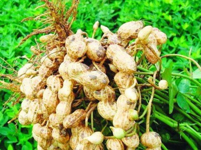 神雨生物络合钛微肥水溶性螯合钛叶面肥伴侣着色靓果促吸收抗逆图3