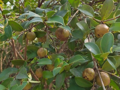 特产地茶籽批发江西高山茶油压榨油茶籽油食用油野生油茶籽晒干籽图2