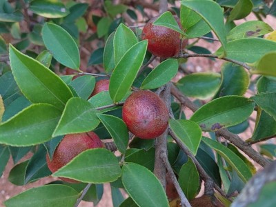 特产地茶籽批发江西高山茶油压榨油茶籽油食用油野生油茶籽晒干籽图3