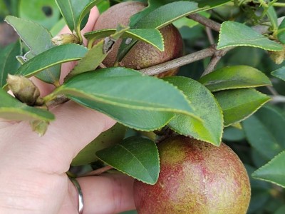新货油茶籽正宗江西茶油压榨油茶籽油高山茶油野生茶籽油鲜果干果图2