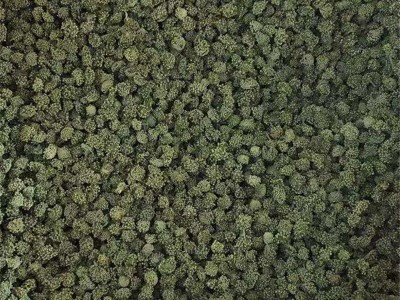 三七花 田七花 三年三七花 散装称重 中药材采摘泡茶 新花 三七花图5