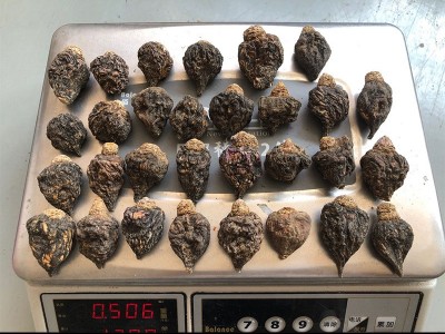 云南丽江 玛卡 产地源头 泡酒料 玛咖原料 干果 散装批发 黑玛咖图3
