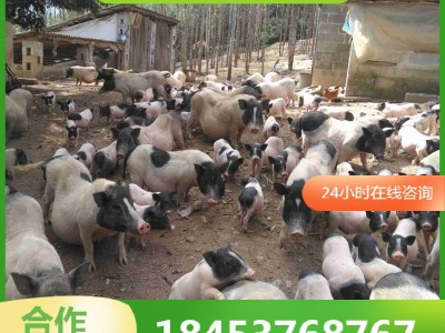 巴马香猪价格小猪苗活体 巴马小香猪幼崽价格 藏香猪养殖场图2