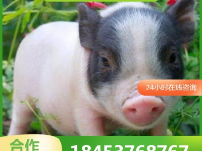 巴马香猪幼崽出售 巴马香猪种苗批发 商品猪多少钱一斤藏香猪出售图3