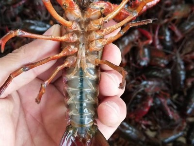 湖北荆州潜江鲜活小龙虾鲜活水产中青中红清水虾餐饮专供产地直发图2