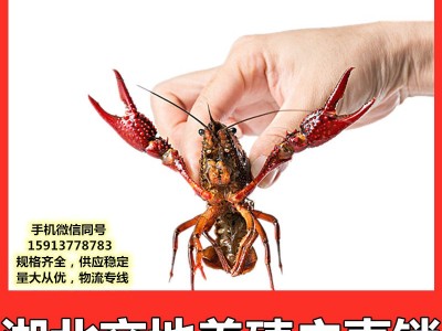 湖北荆州潜江鲜活小龙虾鲜活水产中青中红清水虾餐饮专供产地直发图4