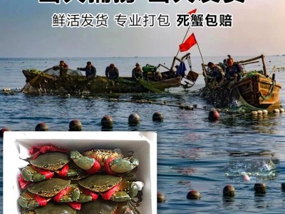 海捕青蟹公蟹母蟹膏蟹红鲟香辣蟹海螃蟹顺丰两斤起批发包邮图4