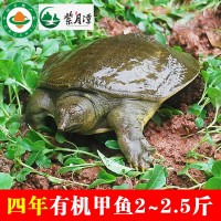 紫月潭四年2至2.5斤有机甲鱼鲜活食用水鱼中华稻鳖王八团鱼批发