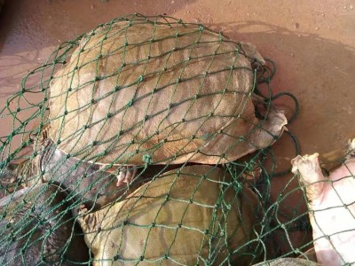 5斤以上八年特大甲鱼王鲜活食用水产有机野养鳖团鱼水鱼脚鱼活体图3