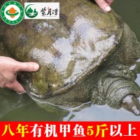 5斤以上八年特大甲鱼王鲜活食用水产有机野养鳖团鱼水鱼脚鱼活体