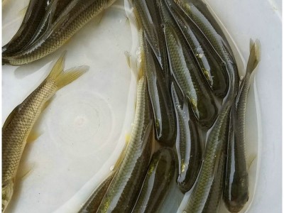 批发供应草鱼苗 淡水草鱼苗 草鱼寸苗 规格齐全图2