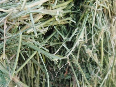 苜蓿草颗粒 兔子牛马羊动物饲草原料 喂食方便源头厂家物美价廉图4