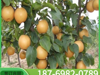 梨苗1公分2公分当年生 秋月梨树苗价格南北方种植圆黄梨树苗品种图2
