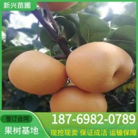 梨苗1公分2公分当年生 秋月梨树苗价格南北方种植圆黄梨树苗品种