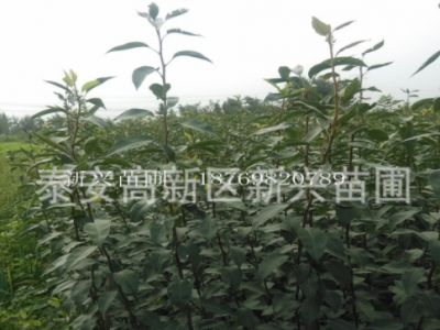 梨苗1公分2公分当年生 秋月梨树苗价格南北方种植圆黄梨树苗品种图5