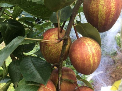 梨苗1公分2公分当年生 秋月梨树苗价格南北方种植圆黄梨树苗品种图4