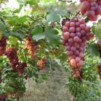 大量葡萄树葡萄树品种多 价格低 品种正葡萄苗