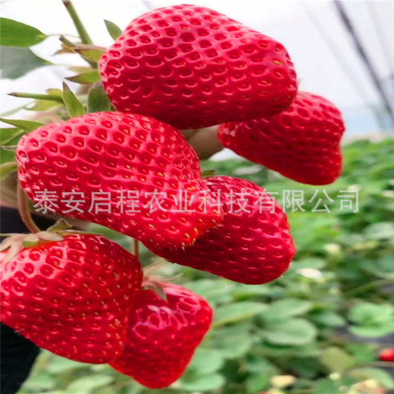 草莓苗2Screenshot_20210815_195911