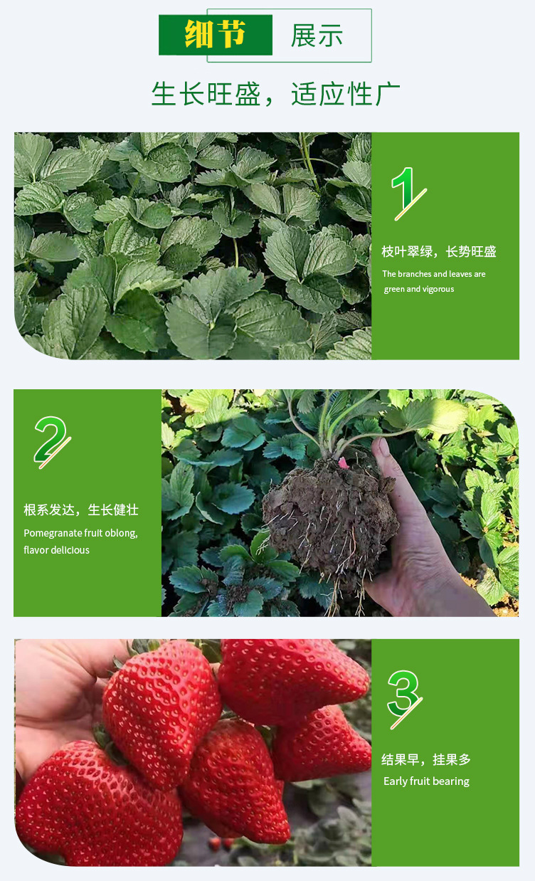 草莓苗02.jpg