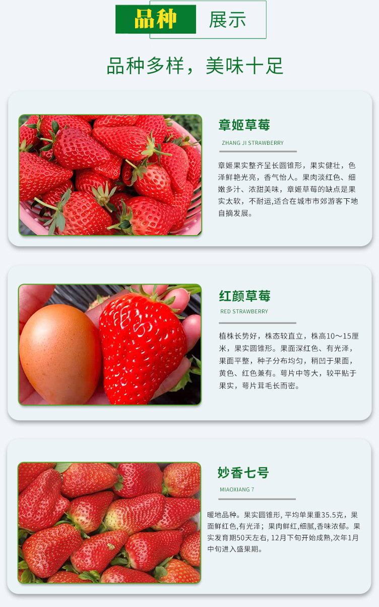 草莓苗04.jpg