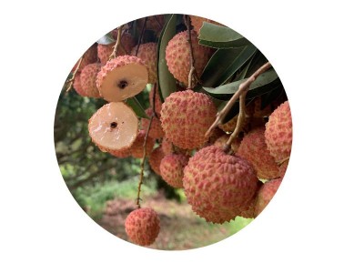广西果树苗优质荔枝树苗桂味荔枝妃子笑荔枝仙进奉荔枝苗基地批发图3