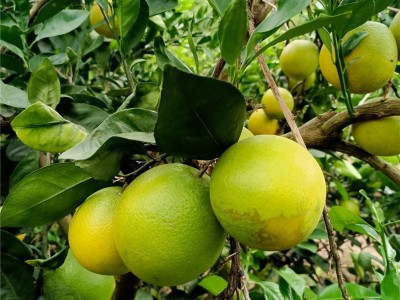 广西纽赫尔脐橙 无核橙子 当季水果现摘6/10斤甜橙子图2