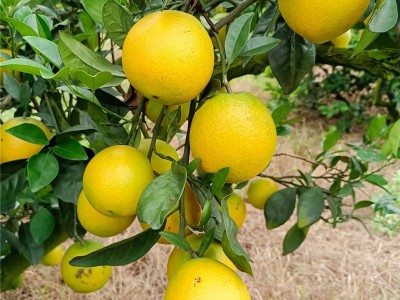 广西纽赫尔脐橙 无核橙子 当季水果现摘6/10斤甜橙子图4
