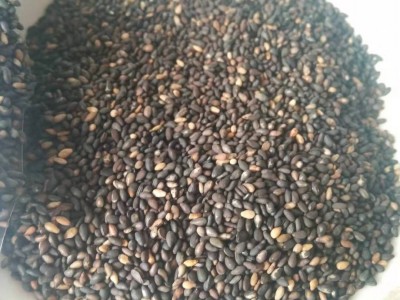 厂家现货黑芝麻黑色五谷粗粮量大价低温烘焙熟五谷图5