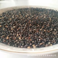 厂家现货黑芝麻黑色五谷粗粮量大价低温烘焙熟五谷