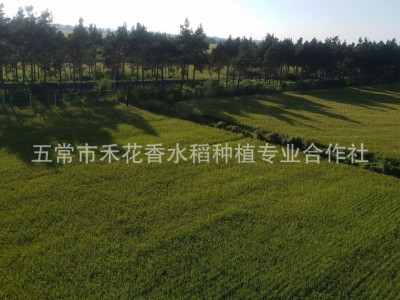 五常大米稻花香2号新米粳米东北大米批发一件代发图2