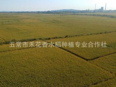 五常大米稻花香2号新米粳米东北大米批发一件代发图3