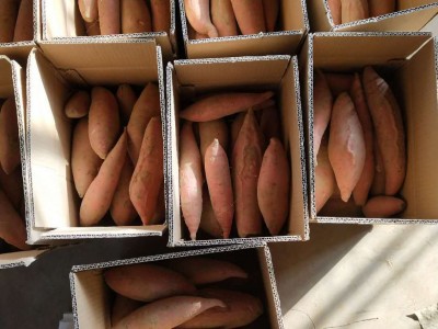 山东烟薯25 大量储存批发零售50斤一箱图2
