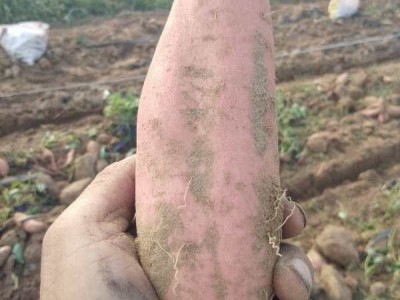山东烟薯25 大量储存批发零售50斤一箱图5