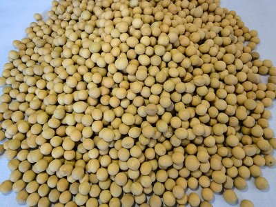 批发农家五谷杂粮有机黄豆真空散装300g磨粉豆浆豆制品原料大豆图3